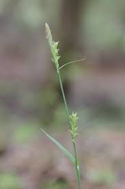 Image result for Scleria laxiflora