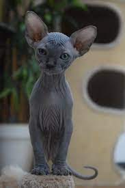Are You New To Owning A Cat And Are Worried About How To Take Care Of Cats Caring For Cats Depend On You For A Lot Of Th Cute Hairless Cat