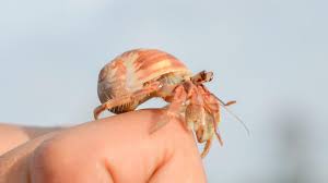 You need to place a few new shells in the enclosure so the hermit crabs can change whenever they want. Baby Hermit Crabs