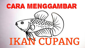 Biasanya ditentukan berdasarkan bentuk, warna, gerak dan mental. Cara Menggambar Ikan Cupang Betina Dengan Mudah Youtube