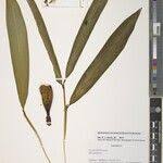 Image result for Aframomum spiroligulatum