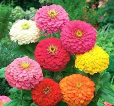 Zinnia Flower Mixed Colors 25 Seeds In 2021 Zinnia Flowers Zinnia Seeds Zinnias