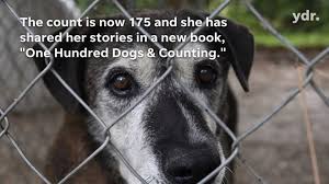 There s a $100 adoption fee. York County Woman Rescues 175 Shelter Dogs One At A Time