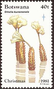 Image result for Ottelia kunenensis