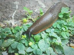 How do you control slugs in garden? 6 Foolproof Tricks To Get Rid Of Slugs In Your Garden Organically Express Co Uk