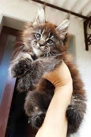 Photos of maine coon cats. Pin On Maine Coon