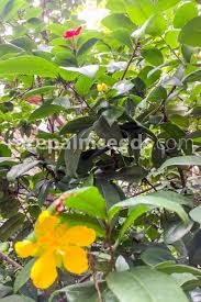 Image result for Ochna kirkii