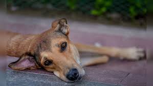 The Stray Dog Dilemma: Supreme Court ...