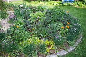 As the flowers fade, this pretty plant will set seed for the following year. 5 Flowers That Are Dead Simple To Grow From Seed The Impatient Gardener
