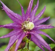 Image result for Clematis villosa