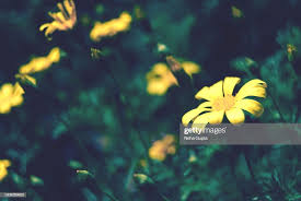 The deep root can only really be removed by digging out. Pin On Stock Photography