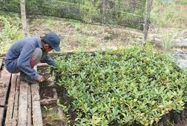 Jual bibit porang pacitan hub. Berkoperasi Mengelola Hutan Republika Online