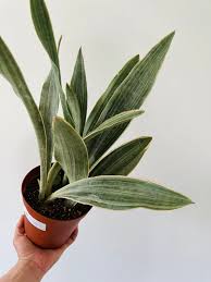 Image result for Sansevieria metallica