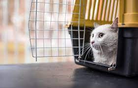 The international pet and animal transportation association (ipata), founded in 1979, has regulations for transporting pets to and from canada and around the world. Covid 19 How Will It Affect Pet Travel Airpets