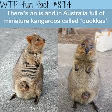 404 In 2020 Animal Facts Fun Facts Cute Funny Animals