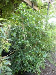 Image result for Gardenia volkensii