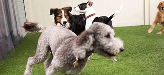 Camp bow wow & meow has some of the largest dens for dogs and can accommodate 2 to 3 dogs if they get along and are from the same household. Camp Bow Wow Dog Boarding Dog Daycare Dog Training Pet Sitting Dog Daycare Dog Friends Dog Boarding