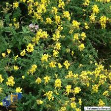 Image result for Adenocarpus