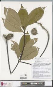 Image result for Pentadesma