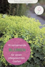 Blackbox Gardening Mit Einjahrigen Blumen Pflegeleichter Garten Garten Bienenfreundlicher Garten
