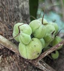 Image result for Alchornea cordifolia