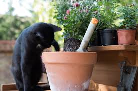 Katzenabwehr im garten wie vertreibe ich sie bio garten. Katzenschreck So Halten Sie Katzen Fern Vom Garten Selbermachen De