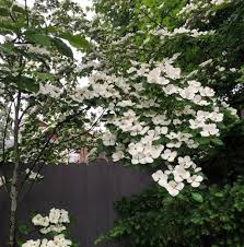 There's a wide variety of dogwood species, meaning there's sure to be a perfect dogwood tree for everyone. Cornus Kousa Deborah Silver Co
