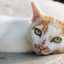Both can be maddening to live with. Is Your Cat Sad Signs And Causes Of Cat Depression