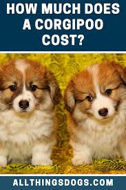 Corgipoo information including details like cost, personality, diet & training plus breeders & puppies for sale. Corgipoo Price Corgi Poodle Mix Corgipoo Puppies