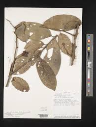 Image result for Cleistochlamys kirkii