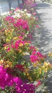 Memiliki banyak jenis dan warna bunga, tanaman hias ini digemari karena perawatannya yang cukup mudah. Bunga Bougenville Bongainvillea Spectabilis Bougenville Flower Bougainvillea Spectabilis Steemit