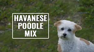 Maybe you would like to learn more about one of these? Havapoo Is Havanese Poodle Mix The Right Dog For You Petmoo