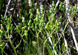 Image result for Senecio subsessilis