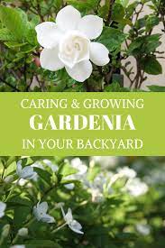 How To Grow Care For Gardenia Plant Like A Pro Gardenia Plant Growing Gardenias Spring Garden Flowers