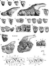 Image result for Brachystephanus