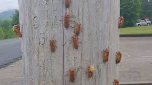 Cicada mania is dedicated to teaching you about cicada insects, their life cycle & life span, how they make their sound, what they eat and what eats them, and when they'll next welcome to cicada mania, a website dedicated to cicada insects. Photos 17 Year Cicadas Emerge In Tennessee As States Prepare For Total Invasion Wztv