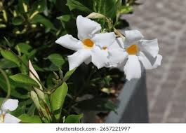 Image result for dipladenie žlutá obrázek