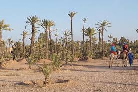 Leave the turmoil of marrakech behind you and let yourself go to your hotel or meeting point (if you stay in the medina) to go on an adventure at sunset. Sunset Camel Ride In The Palm Grove Of Marrakech Marriott