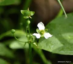 Image result for Alismataceae