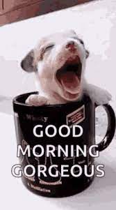 Good Morning Gorgeous Gifs Tenor