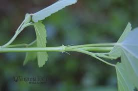 Image result for Sida spinosa