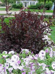 Ninebark is drought tolerant, requires little maintenance and is suitable for xeriscaping. All At Once Ninebark Shrub Foliage Plants Bushes Shrubs