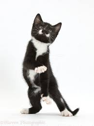 Black And White Kitty Pictures Black And White Kitten Dancing Photo Cute Animals Kittens Cutest Dancing Cat