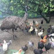 x.com からの野呂 山 エミュー