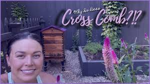 My Bees Are Cross Combing! // 🐝😩🍯