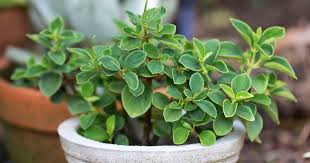 Image result for Peperomia retusa