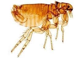 Flea Infestation In Chickens