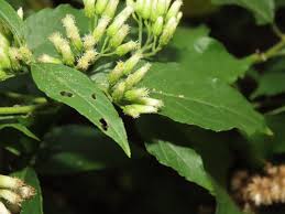 Image result for Microglossa