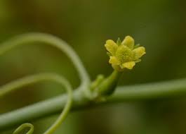 Image result for Corallocarpus epigaeus