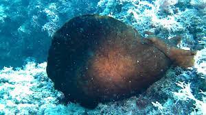 We did not find results for: Ballerina Spagnola Del Mediterraneo Aplysia Depilans Intotheblue It